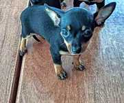Pinscher miniatura