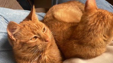 Poszukiwany dom dla dwóch wspaniałych rudych kotków (rodzeństwo)
