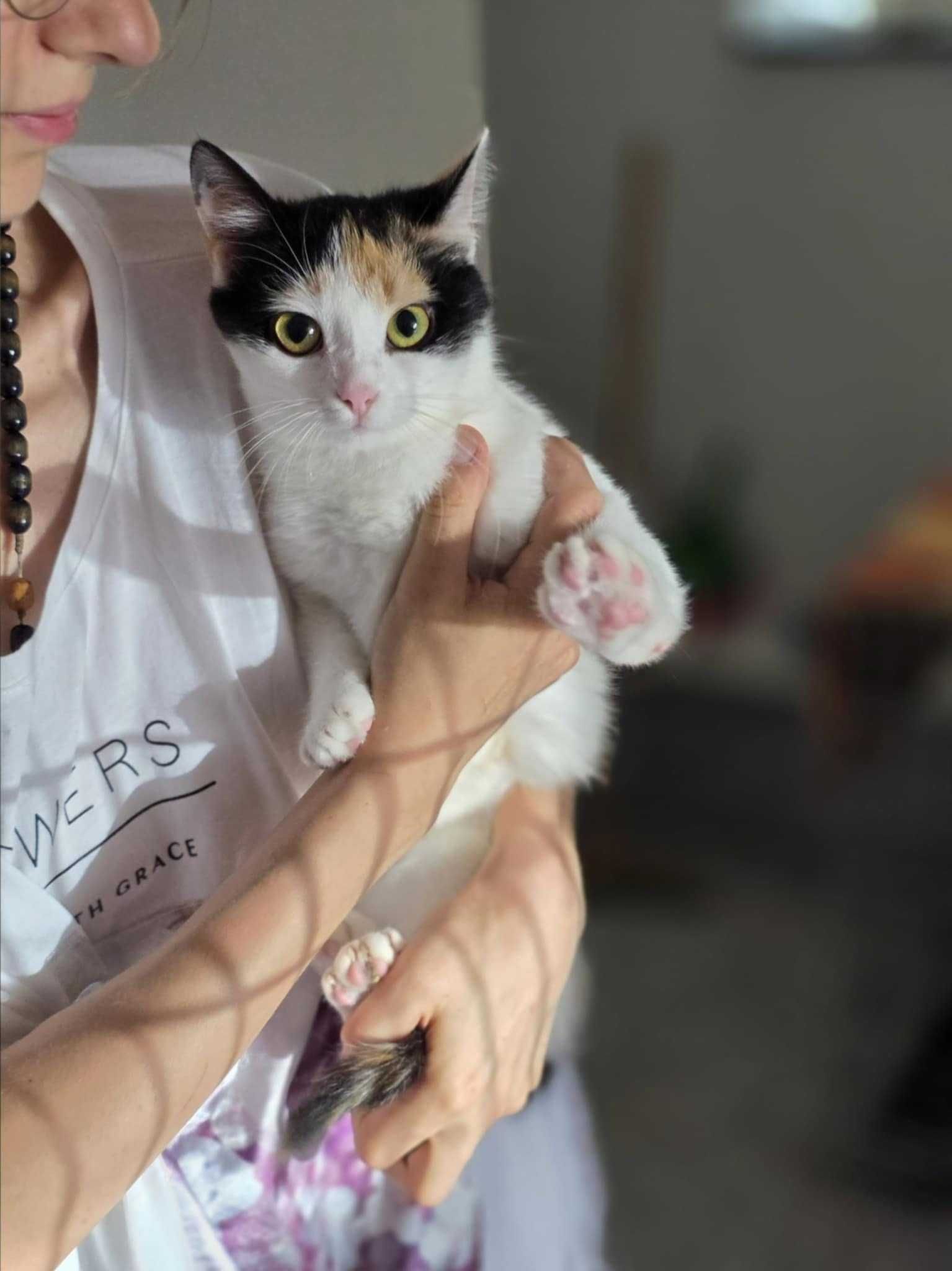 Adopcja Iskierka radości gotowa rozświetlić twój dom