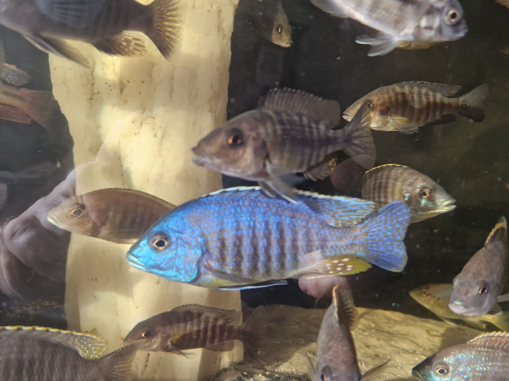 Placidochromis Jalo Reef F2