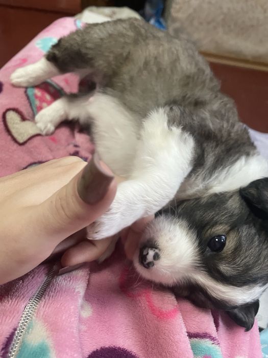 Безкоштовно віддам малечу