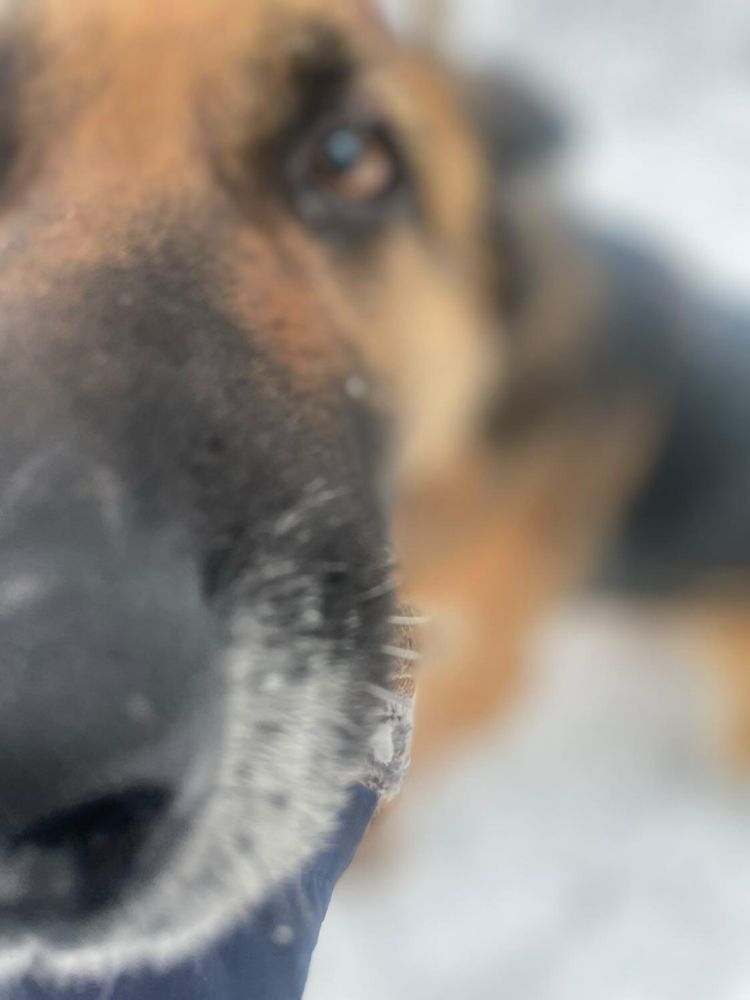 Liszka w typie owczarka niemieckiego poleca się do adopcji