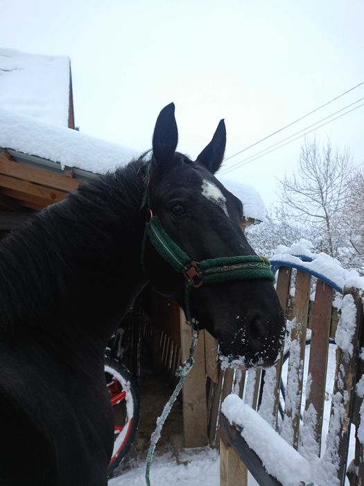 Wałach śląski 6-letni