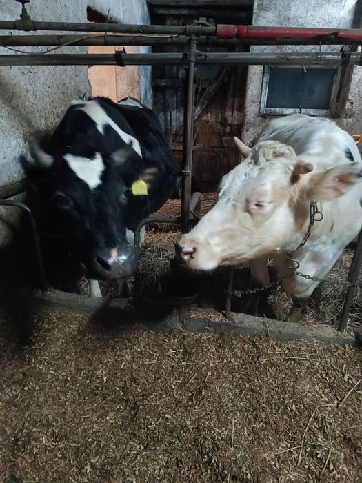 Jałówki wysokocielne