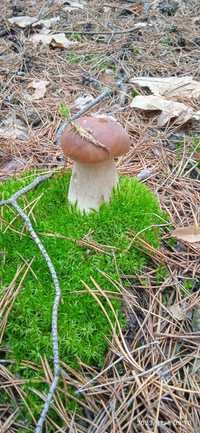 Лесные грибы под заказ