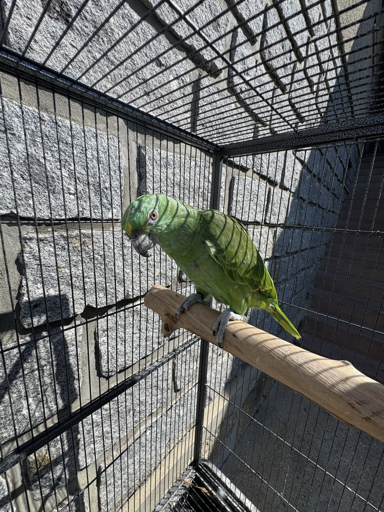 Amazona auropaliata 2025