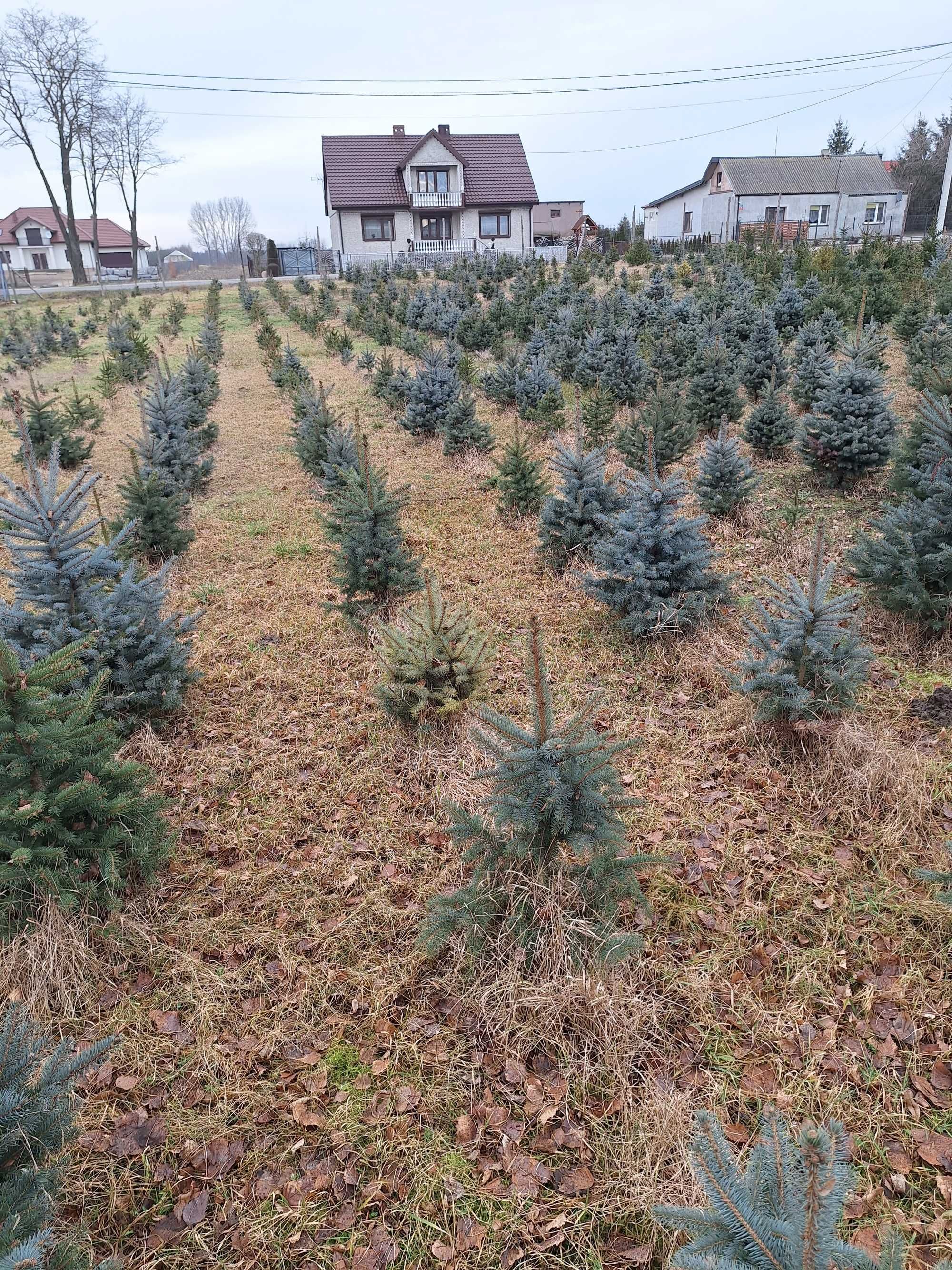 świerk srebrny  kopany z gruntu (z jutą)