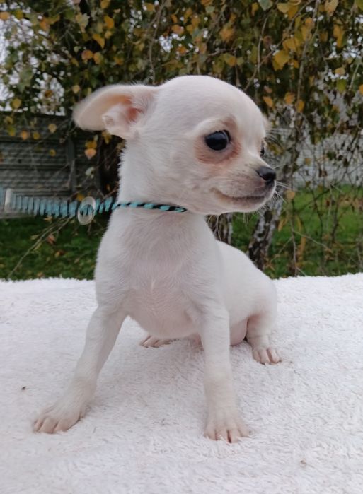 Śliczna sunia chihuahua krótkowłosa ZKwP FCI