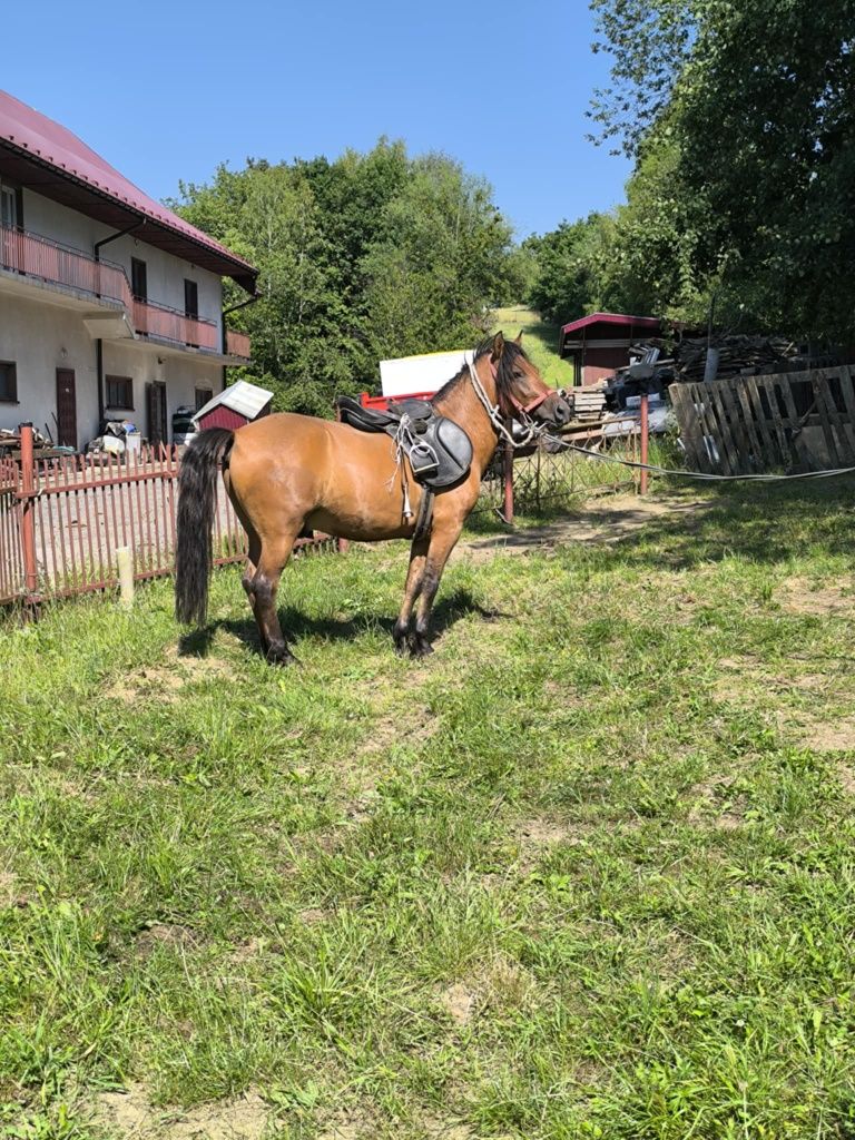 Konie huculskie wałacha