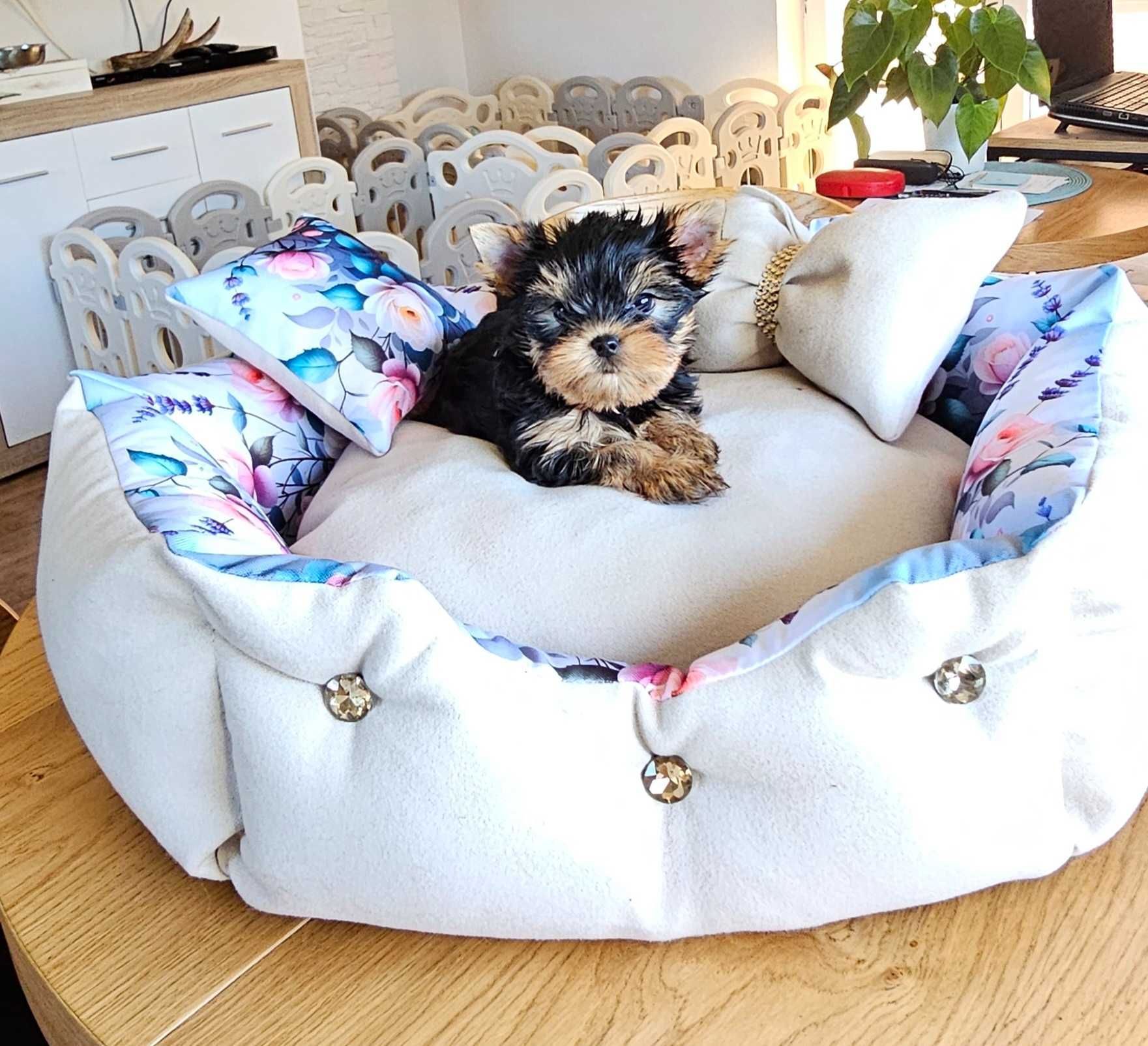 York yorkshire terrier  piesek z metryką ZKwP FCI