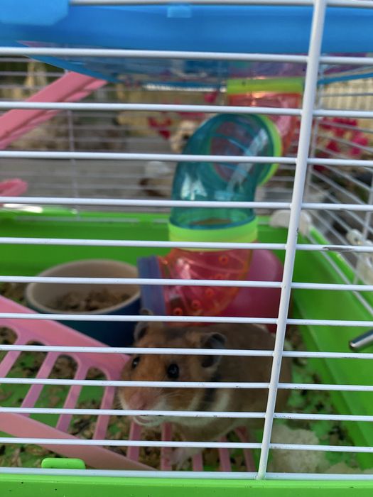 Gaiola para hamster para venda