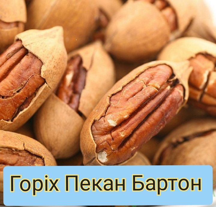 Горіх Пекан( трирічні саджанці)