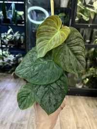 Philodendron Majestic