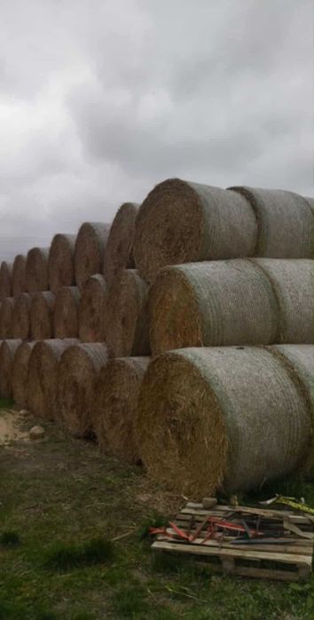 Słoma pszenna bele 160cm pryzma