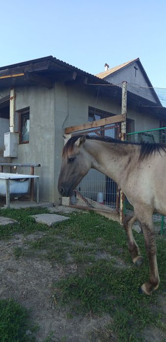 ogierek konik polski