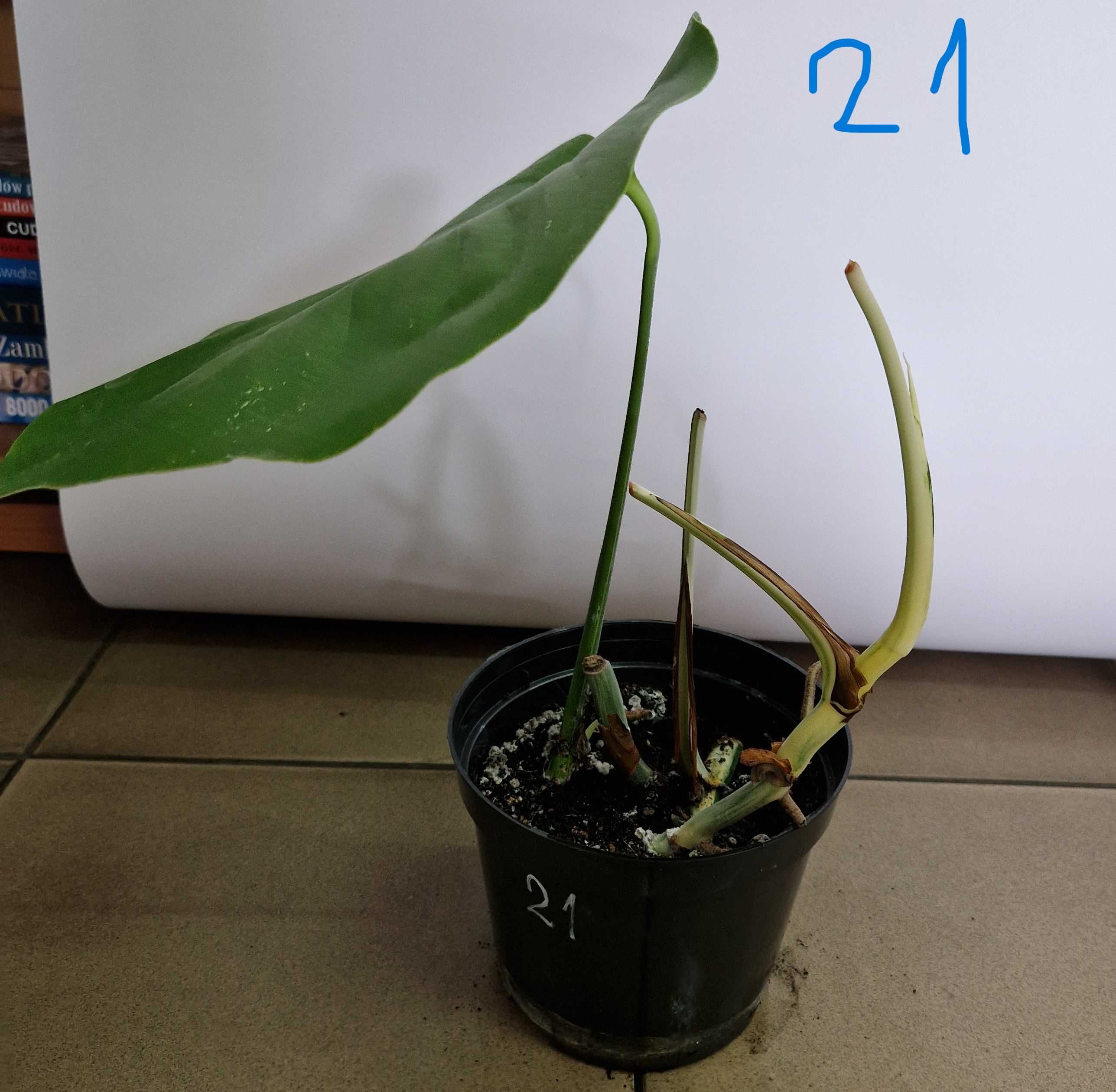 Monstera variegata