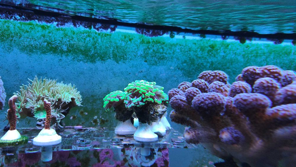 Euphyllia paraancora Fluo Gdynia/Gdańsk