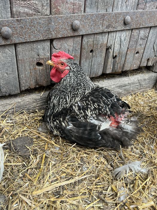 Півні ,курки молоді