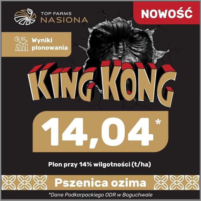 Pszenica Ozima KING KONG Gigantyczny Plon Silnych Roślin Nasiona Danko