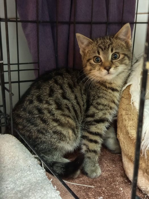 Mały Kocurek szuka domu niewychodzącego