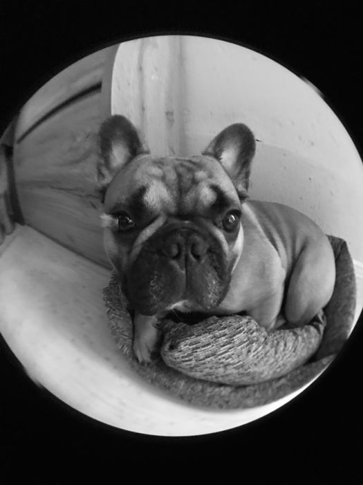 Французкий бульдог, кабель, вязка