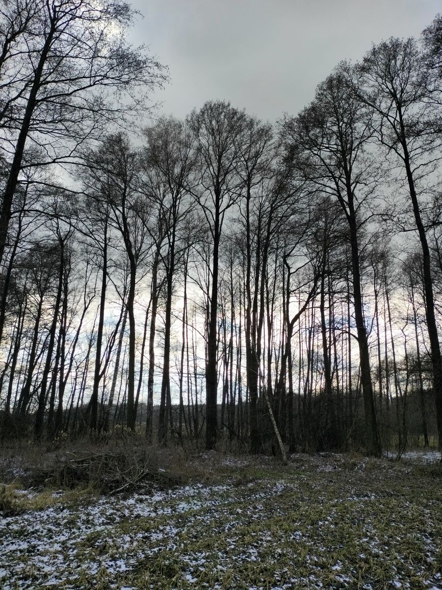 Sprzedam olchę tartaczną
