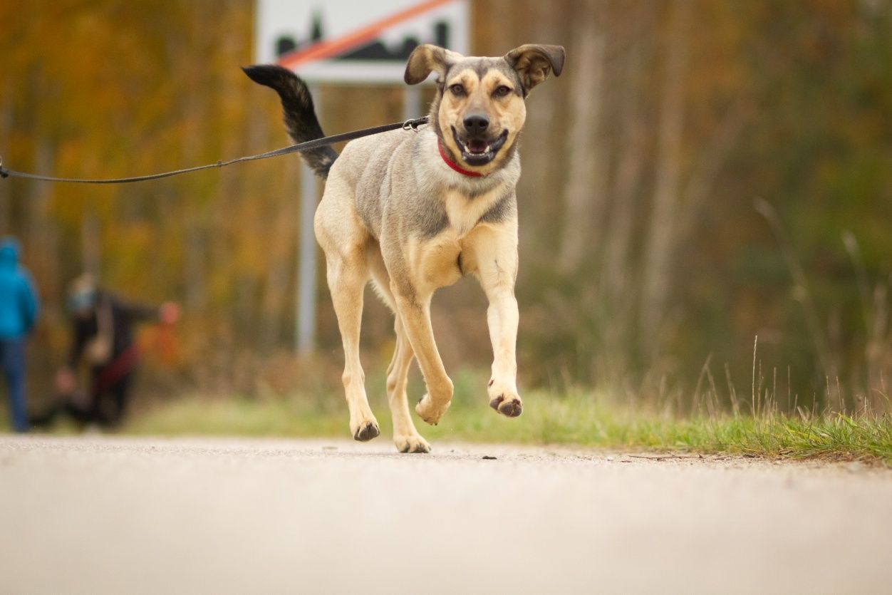 Tofi do pilnej adopcji!