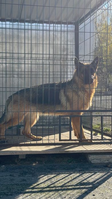 німецька вівчарка FCI/PKR: LASSO (кобель) × NOXA (сука)