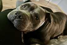 Oddam za darmo suczke amstaff