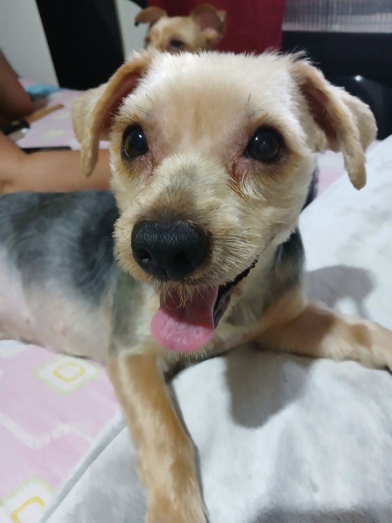 Yorkshires para adopção