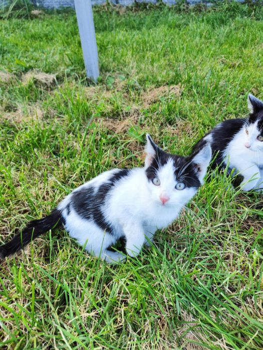 Oddam kotki koty w dobre ręce