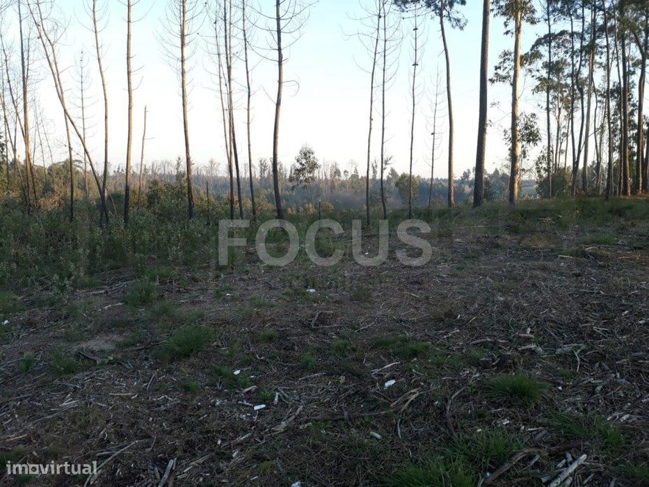 Terreno para loteamento Aveiro - Nariz