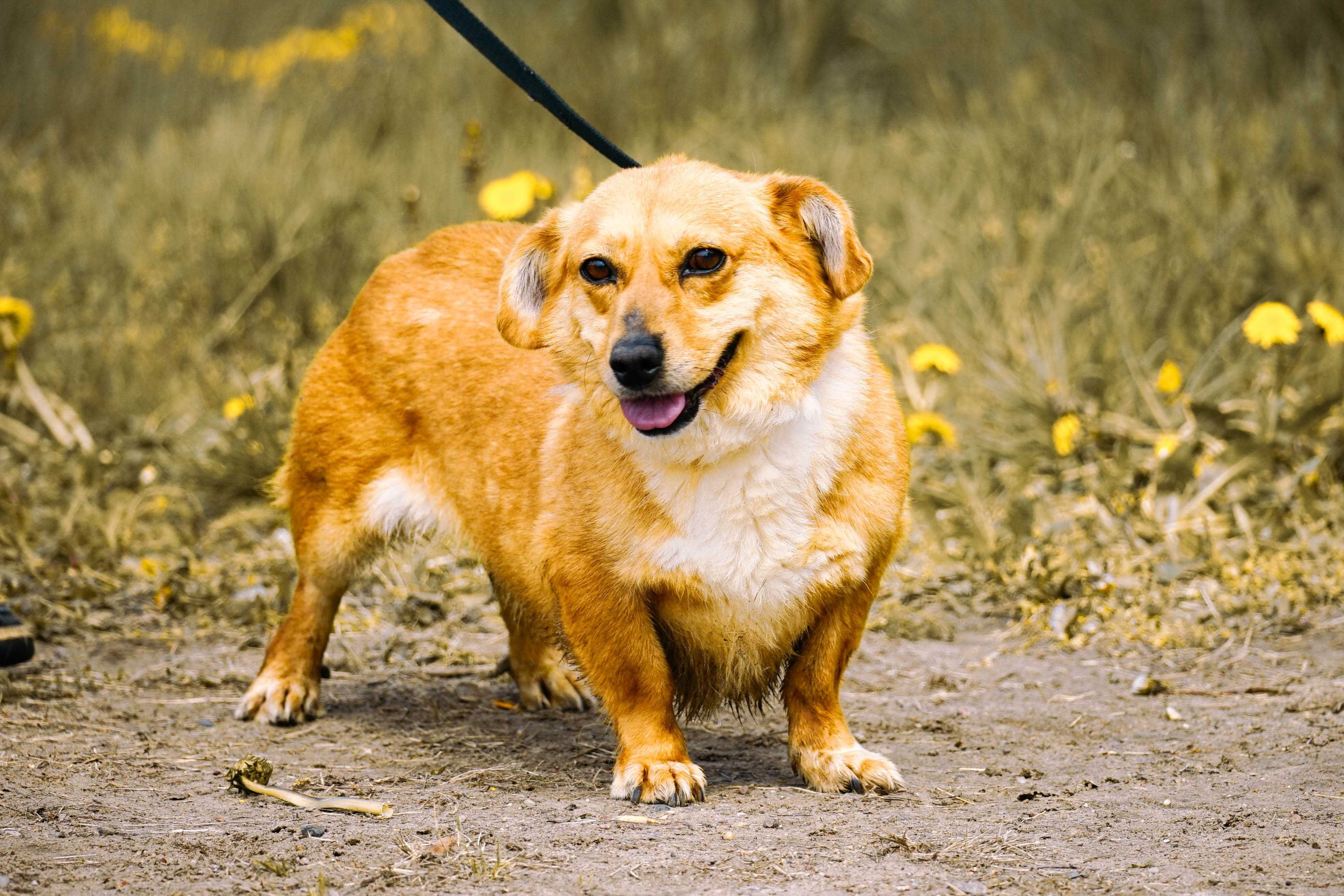MIKA - śliczna sunia w typie corgi