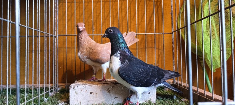 Gołębie z lotu czajki wiedeńskie