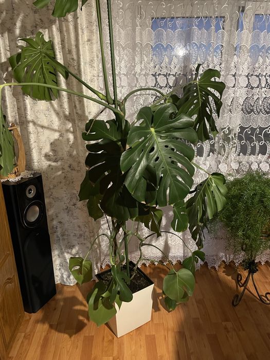 Sprzedam kwiat monstera