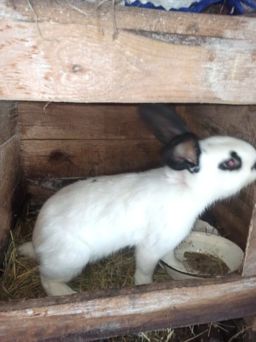 Продам молодих кроликів