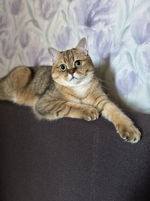 Віддамо котика Британський прямовухий
