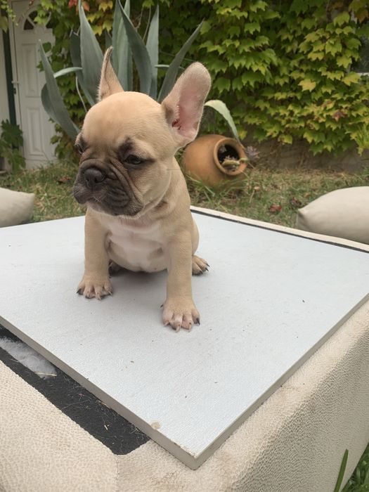 Bulldog francês bebé