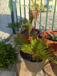 Mudas de cyca revoluta