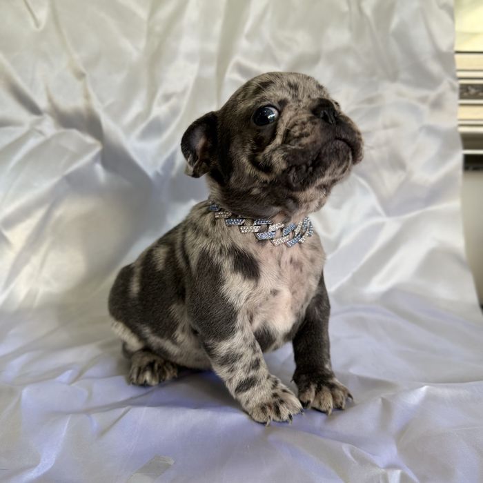 Menino Buldog Frances Blue Merle