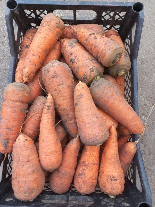 Продам моркву ціна 10грв