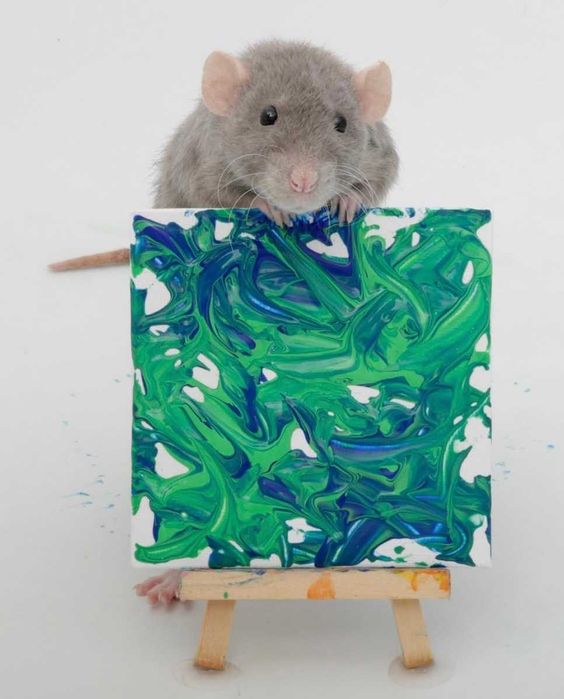 Ручные крыски дамбо и стандарт разных окрасок от 35 дней