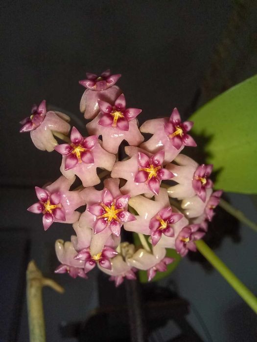 Хойя Hoya Sp. Haiphond