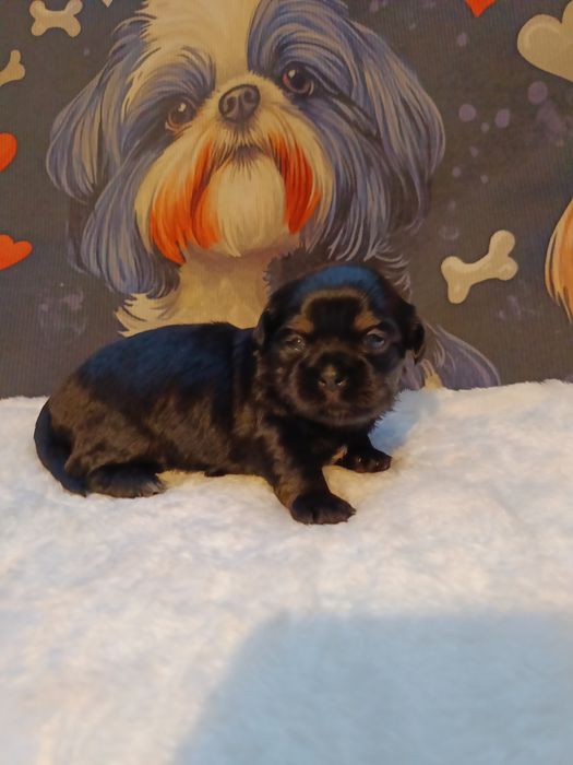 Szczeniaki Shih Tzu