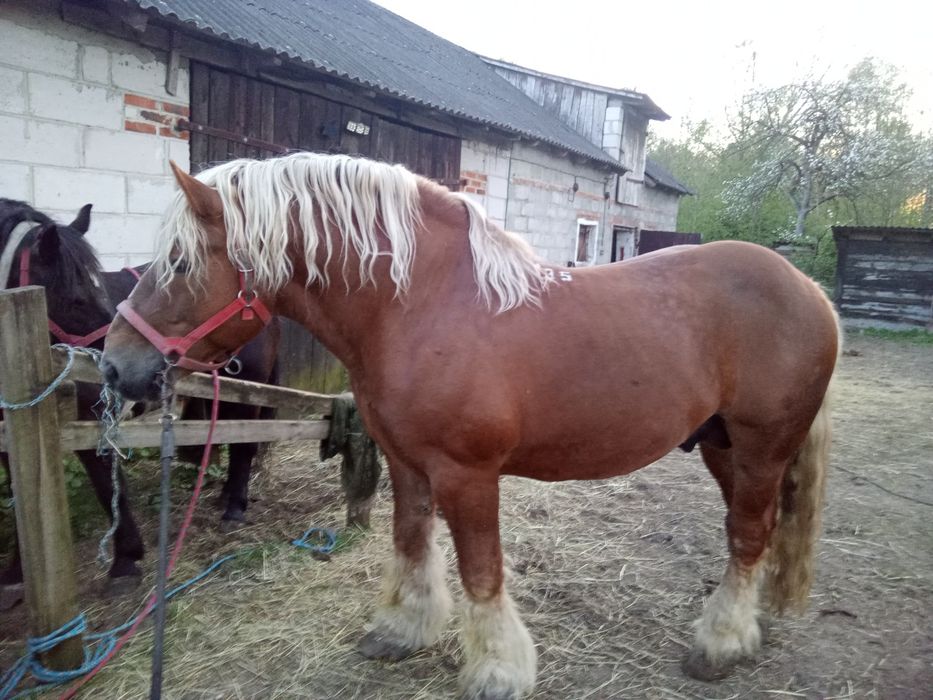 Ogier klacz Źrebaki pkz zimnokrwiste