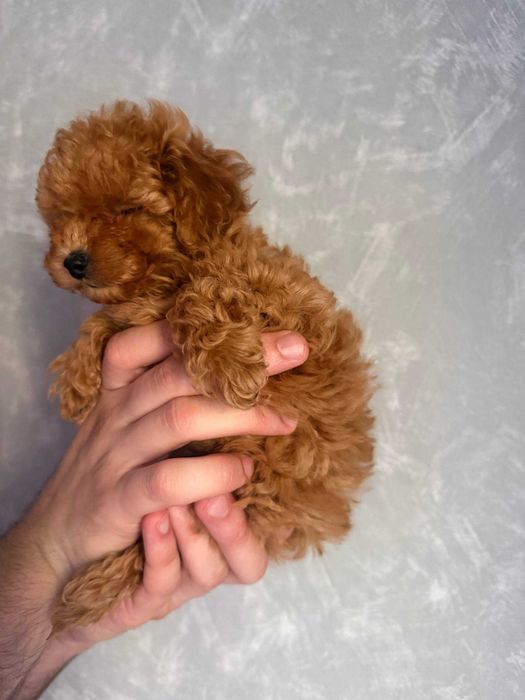 Toy Caniche Mini Femea Micro Menina Disponível