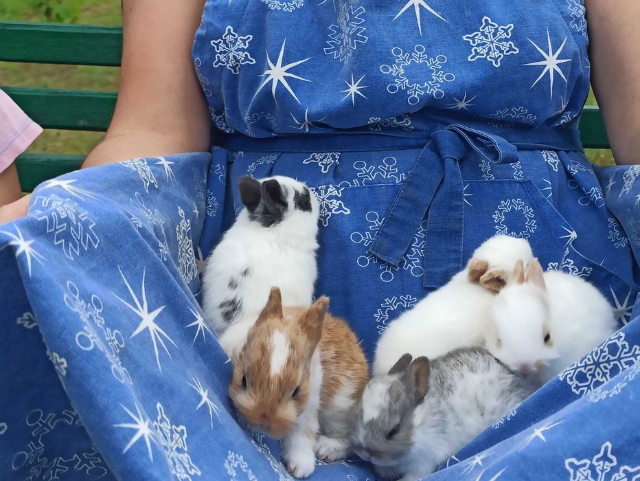 Młode urocze króliczki miniaturki szukają domu