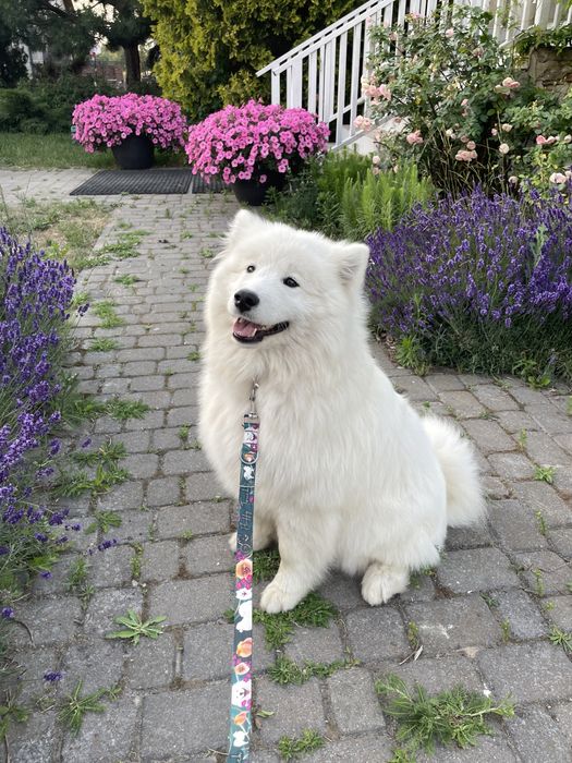 Samoyed, szczeniak, piesek, ZKwP
