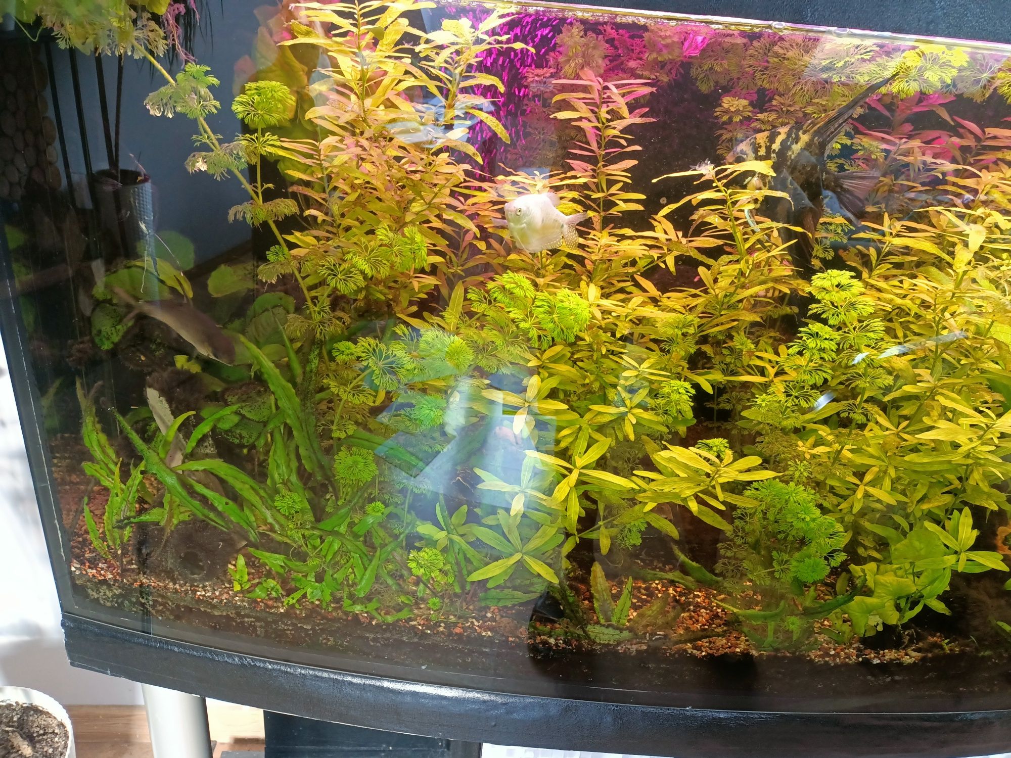 Akwarium 450 l cały zestaw
