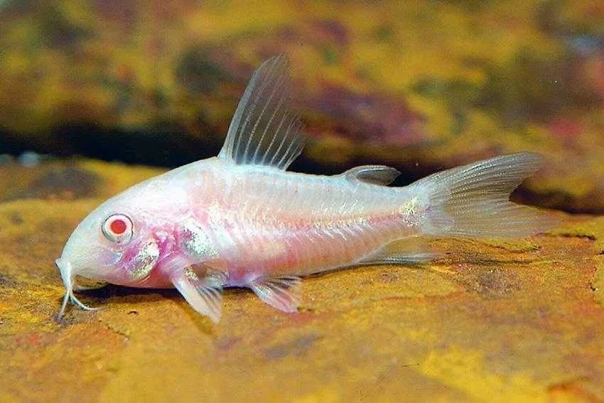 Kirysek spiżowy odmiana ALBINOTYCZNA - Corydoras - Kirys albinos